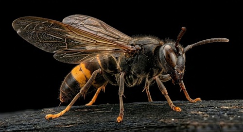 avispa asiática vespa velutina controldeplagas controldebichos
