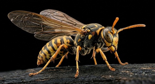 avispa papelera polistes controldeplagas controldebichos