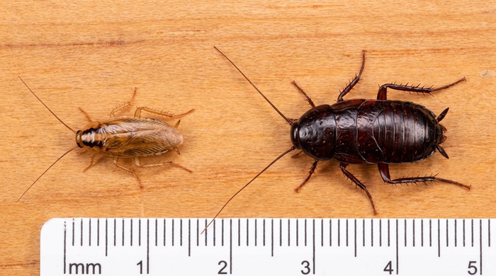 Cucaracha alemana vs cucaracha oriental: diferencias que importan