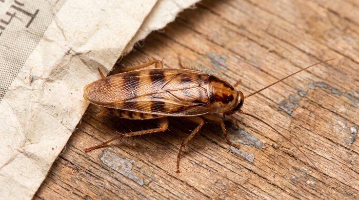 Cucaracha de banda marrón