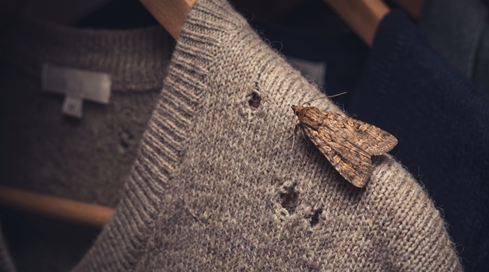 polilla en ropa