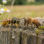 avispa y abeja sobre madera control de bichos