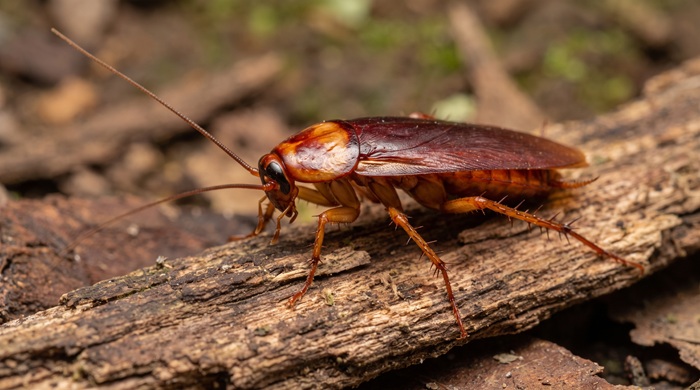 Cucaracha americana (Periplaneta americana)