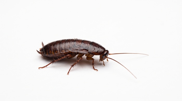 Cucaracha oriental (Blatta orientalis)