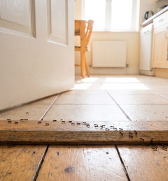 hormigas en una cocina control de plagas