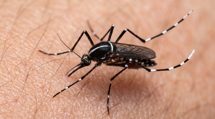 Mosquito tigre