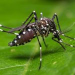 mosquito tigre