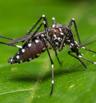 mosquito tigre
