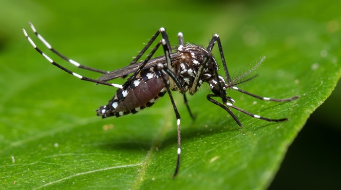 mosquito tigre
