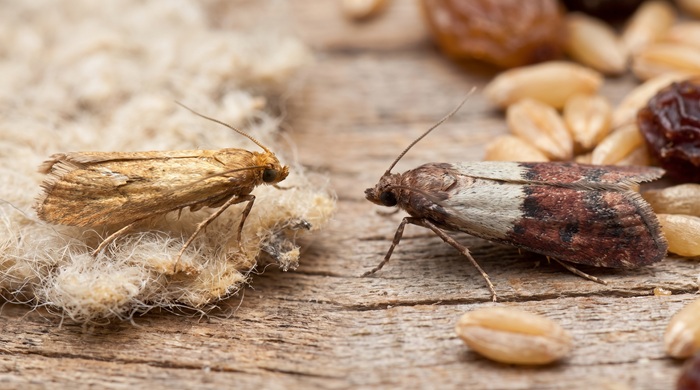 Polilla de la ropa vs polilla de la cocina: dos insectos muy distintos