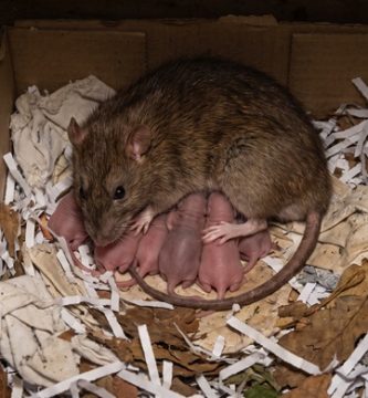 ratas con sus hijos en un nido