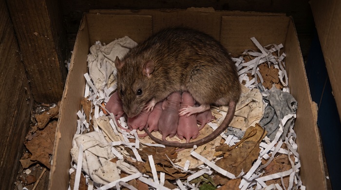 ratas con sus hijos en un nido