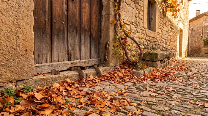 ¿Por qué entran los ratones en casa en otoño?