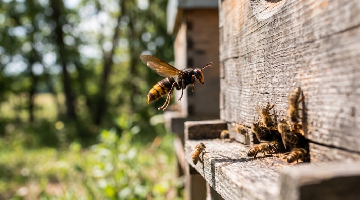 Avispa rondando cerca de colmena de abejas
