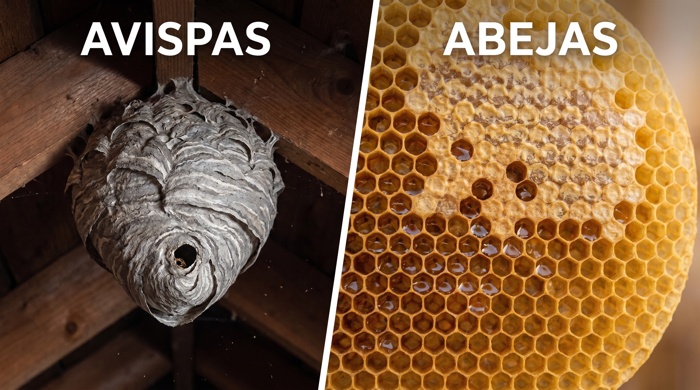Comparacion entre nido de abejas y avispas