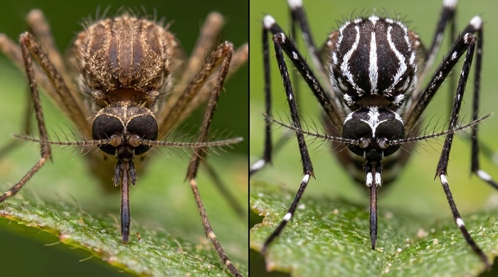 Mosquito común vs mosquito tigre: diferencias visuales y de comportamiento
