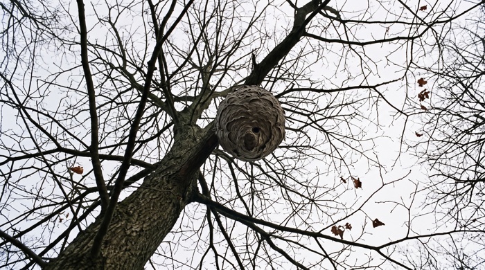 Nido de avispas en otoño
