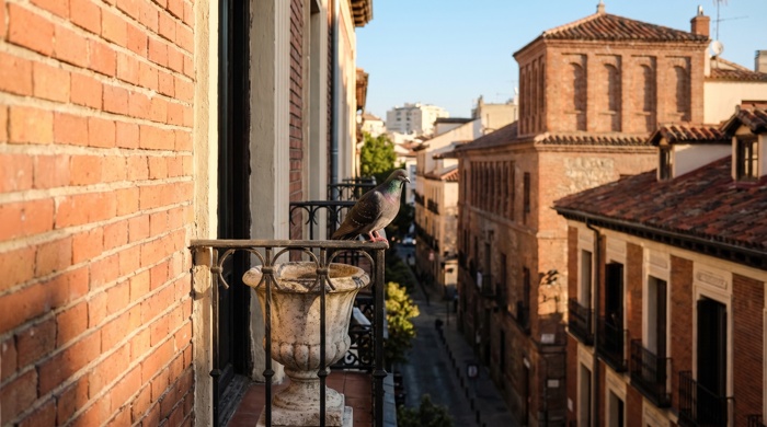 Palomas en terraza en Madrid: qué dice la ordenanza municipal y qué puedes hacer legalmente
