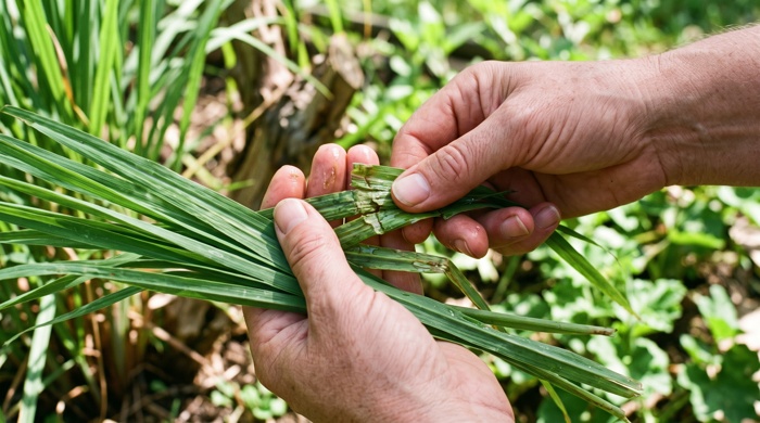 planta de citronella