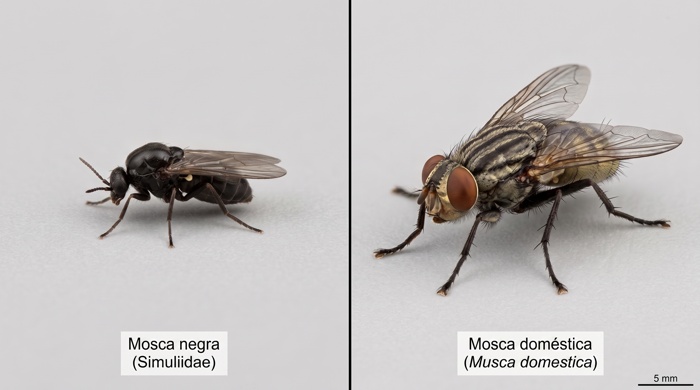 Comparacion entre mosca negra y mosca domestica
