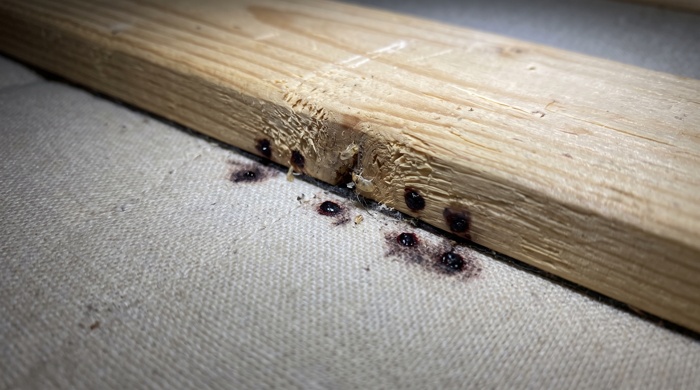 heces de insecto en madera de mueble