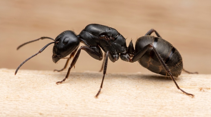 Hormiga carpintera