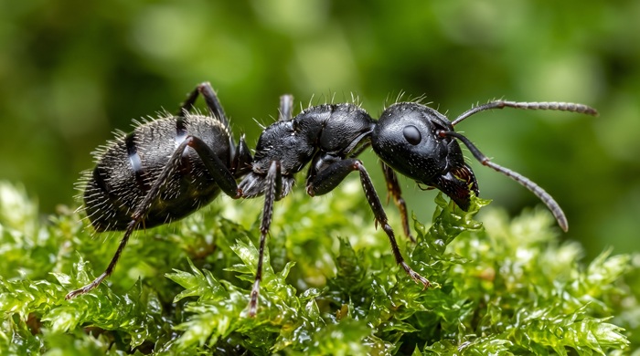 Hormiga negra de jardin