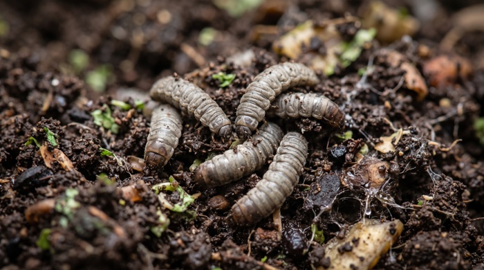 Mosca de soldado larva negra