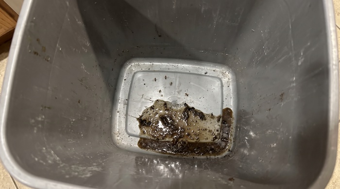 Mosca de la fruta en rondando fondo cubo de basura