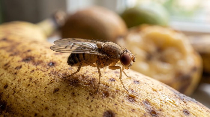 Mosca de la fruta: por qué es tan difícil de eliminar