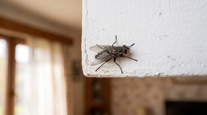mosca domestica menor reposando en madera