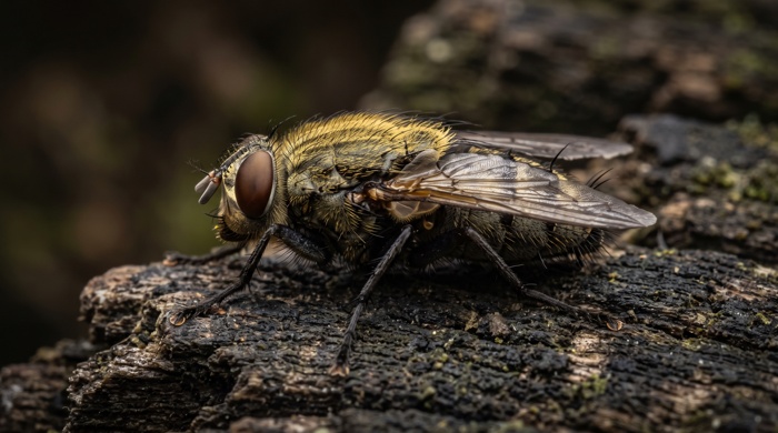 mosca de los cumulos en madera