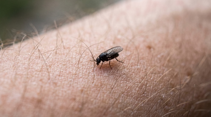 Mosca en piel humana