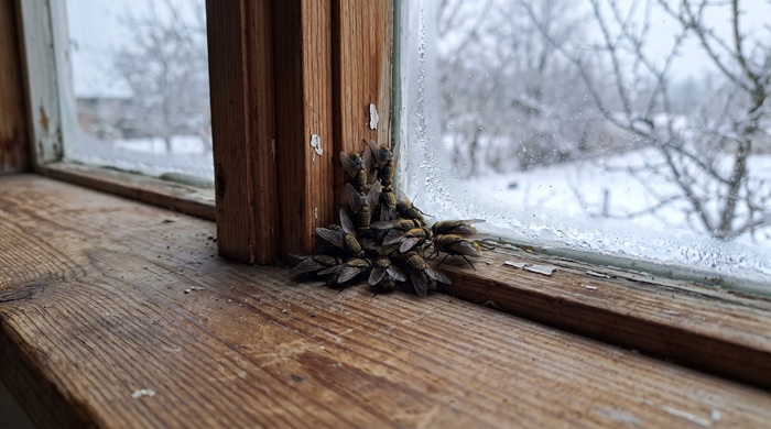 Moscas en casa en invierno: qué especies son y por qué aparecen