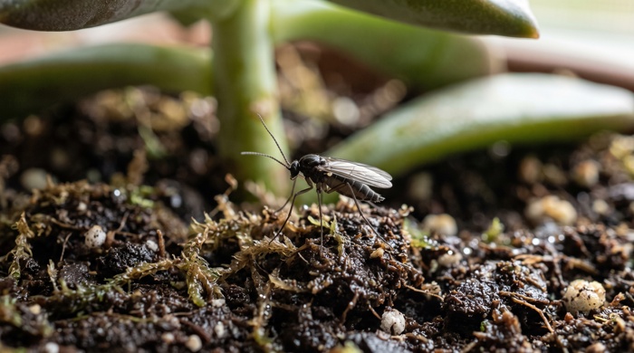 mosquita de los hongos