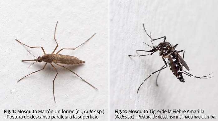 Mosquitos comparacion