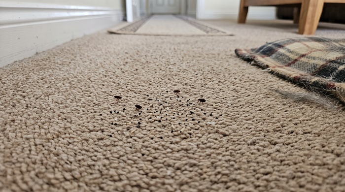 Cómo saber si tienes pulgas en casa: señales físicas que lo confirman