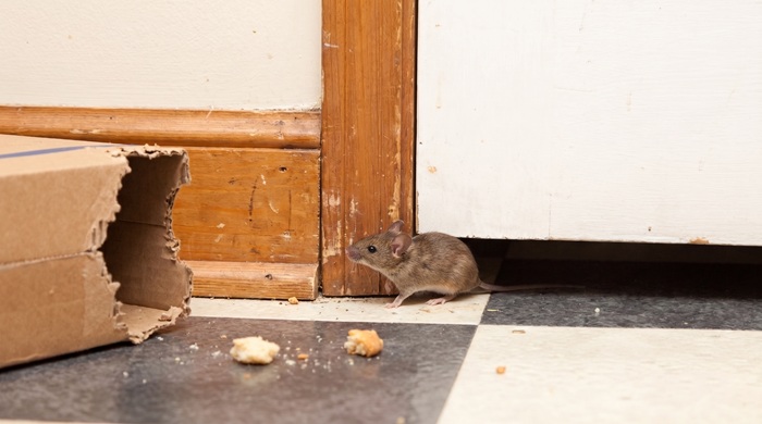 raton entrando por debajo de la puerta